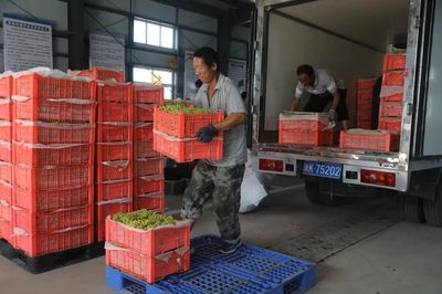 二二一團富鵬合作社 三色葡萄火了，就業路寬了！勞動保護用品銷售的新機遇